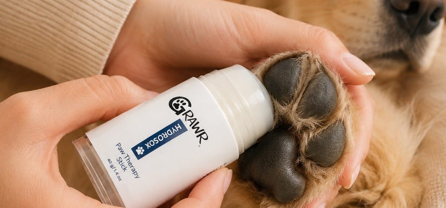 Applying the Paw Therapy Stick to a dog paw