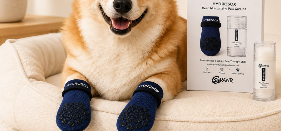 Sliding a Hydrosox sock onto a dog paw